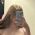 AnnaGingerDD profile