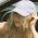 Charlotte McKinney profile