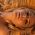 Doreen Seidel profile
