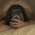 kittycatkayt profile