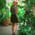 seductivesucculents profile