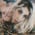 minde_moo profile