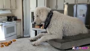 doitwithdaisy video #1 photo n 1