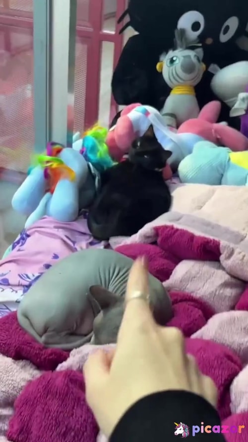 Iluvmeww - Image