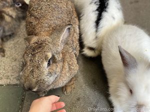 bunnymonrow photo #172 photo n 172