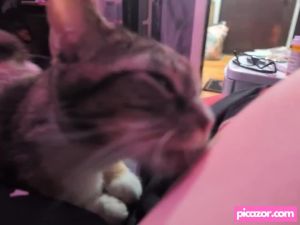 pettanhon video #59 photo n 59