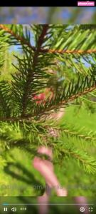 mariia-arsentieva-1 video #1287 photo n 1287