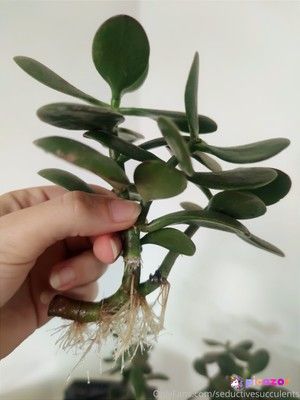 seductivesucculents photo #5 photo n 5
