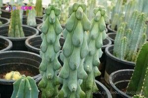 seductivesucculents photo #15 photo n 15