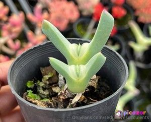 seductivesucculents photo #9 photo n 9