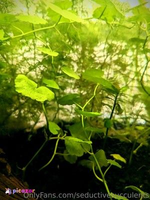 seductivesucculents photo #17 photo n 17