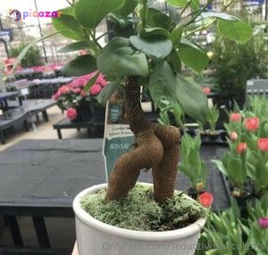 seductivesucculents photo #19 photo n 19