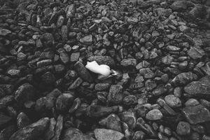 icelandic-selkie photo #196 photo n 196
