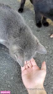 mewmewkari video #276 photo n 276