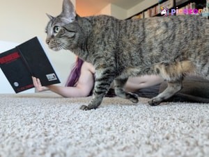 kitty_bit_games - Thumb